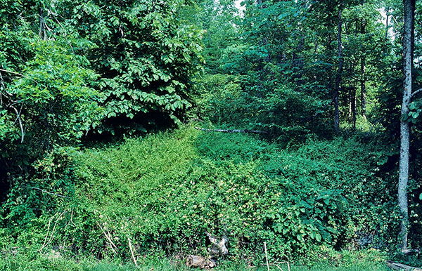 Honeysuckle is a favorite food for deer, wild turkey, quail and rabbit. It also serves as an excellent cover for wildlife. It occurs in the wild throughout much of the U.S.