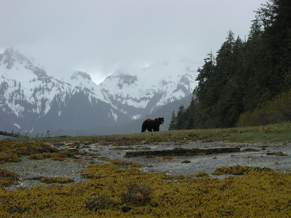 Grizzly watching on Admiralty Island, Alaska